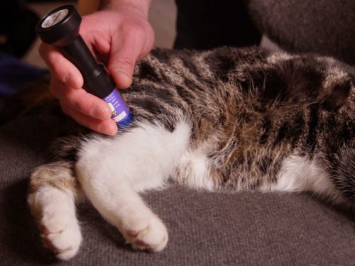 Personal Laser L400 softlaser (LLLT)