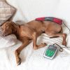 MagnetoVet 200 veterinary magnetotherapy device