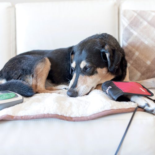 MagnetoVet 200 veterinary magnetic therapy device