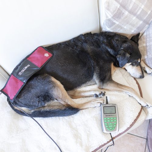 MagnetoVet 200 veterinary magnetic therapy device