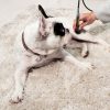 LaserVet 3.0 Veterinary Laser