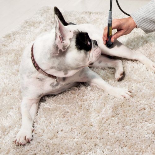 LaserVet 3.0 Veterinary Laser