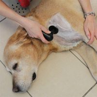 Veterinary TECAR Therapy