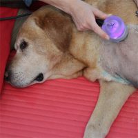 Veterinary Ultrasound