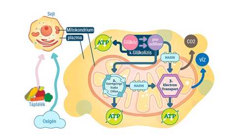 Mitochondrial health — what is it?