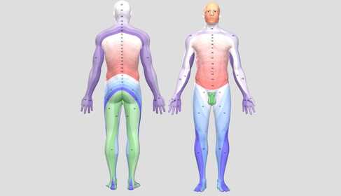 Dermatome: definition and meaning