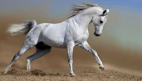 A Tale about the Peasant and His Horse