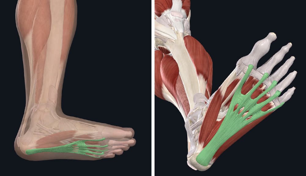 location of the plantar fascia