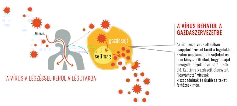 influenza virus mechanism of action, replication
