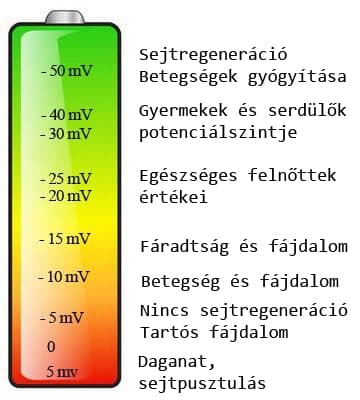membrane potential values and correlations