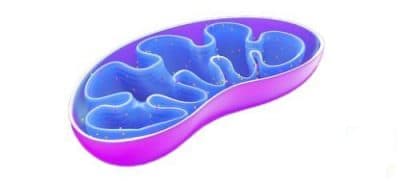 mitochondrion