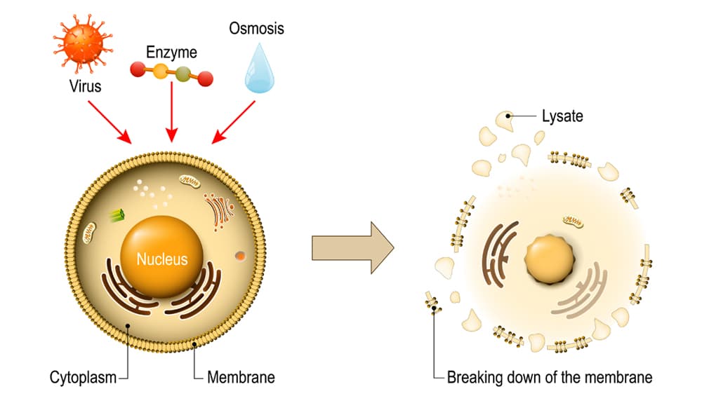 Autophagy: the body's natural self-cleaning mechanism and its role in maintaining health